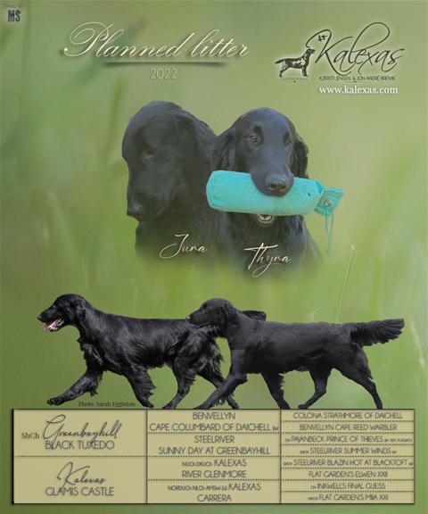 «Thyra» Kalexas Glamis Castle vil bli inseminert med «Jura» CH Greenbayhill Black Tuxedo senere i år.

«Thyra» Kalexas Glamis Castle  will be AI with «Jura» CH Greenbayhill Black Tuxedo later this year.